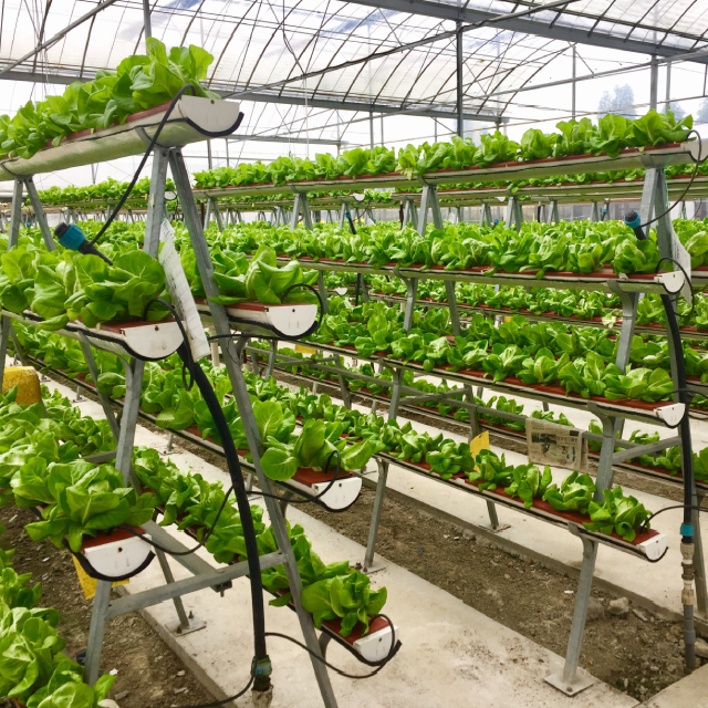 Greenery Farm Half Day Tour