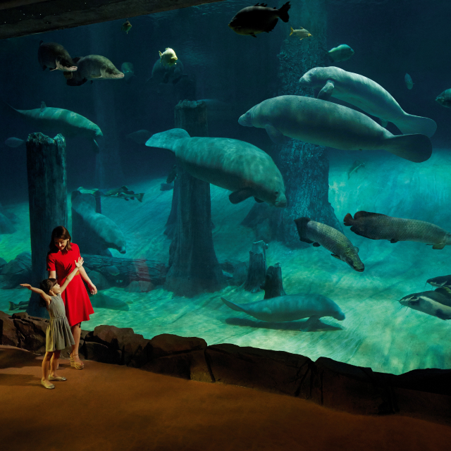 River Safari